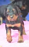 1_dsc_0063_13rosa.jpg