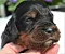 dsc_0019_11grn_rde_.jpg