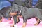 dsc_0070_9rosaschwarz.jpg